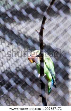 Similar – Image, Stock Photo loner Love of animals