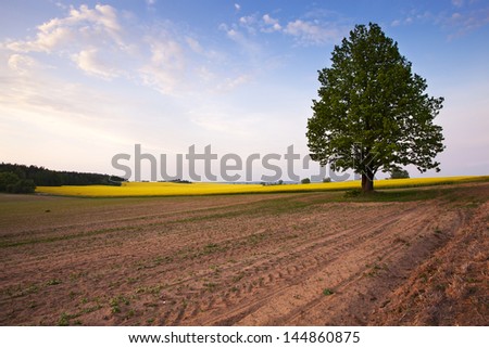 the lonely tree growing on an agricultural field.