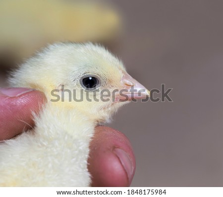 chicken chicks at a poultry farm where chicken is raised for meat and other products, young broiler chickens closeup Foto stock © 