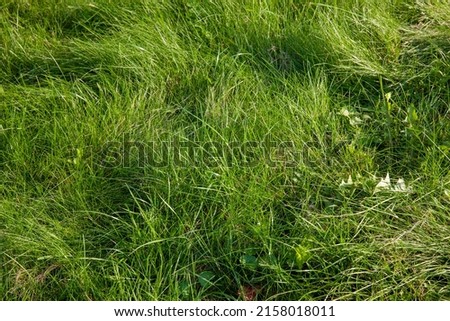 Similar – Image, Stock Photo as the grass grows Grass