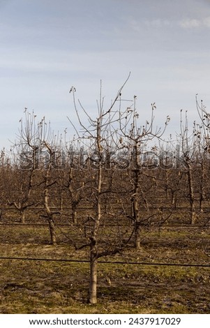 Similar – Image, Stock Photo snowless January Meadow