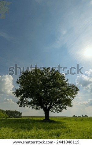 A mighty tree on the shores of Lake Constance