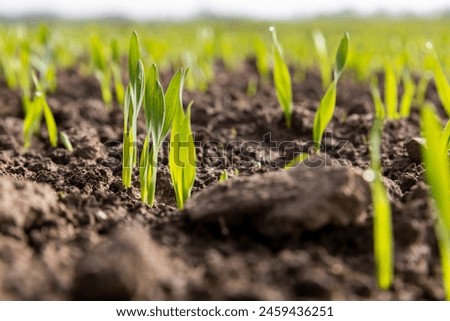 Similar – Image, Stock Photo Beautiful green field. Winter cereal and blue, cloudy autumn sky