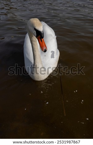 Similar – Foto Bild Spiegelung 1. Ein Schwan alleine im dunklem Wasser. Er reflektiert sich. Nur ein paar Blätter schwimmen auf dem Wasser.