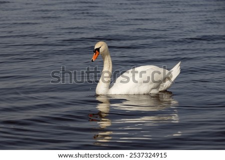 Similar – Foto Bild Spiegelung 1. Ein Schwan alleine im dunklem Wasser. Er reflektiert sich. Nur ein paar Blätter schwimmen auf dem Wasser.