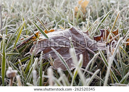 frozen grass, the surface of which is the maple leaf. Close-up.