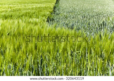 photographed close-up green unripe wheat germ