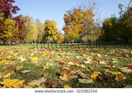 deciduous trees growing in the park in autumn season. Belarus