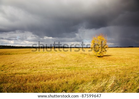 Tree with the leaves which have turned yellow in an autumn season before storm weather (the tree is shined with the sun)