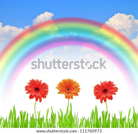 rainbow blue summer sky color Gerbera bright flower