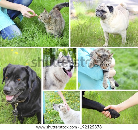 dog cat friendship man