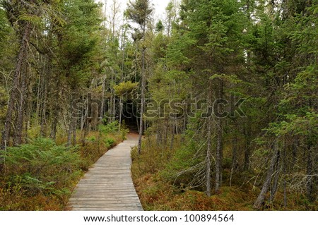 Boardwalk in bog ecosystem along Raven Trail in Northern Highland-American Legion State Forest, Wisconsin