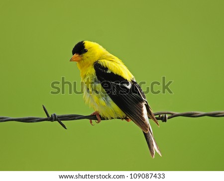 Bright yellow and black goldfinch perching on barbed wire fence, isolated against muted green background