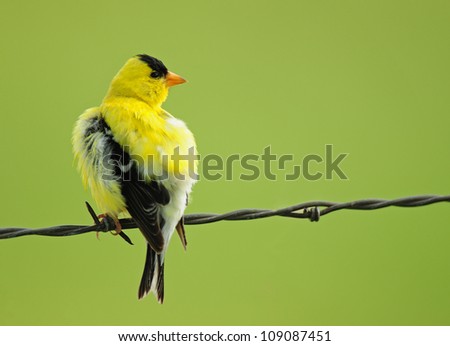 Goldfinch, male, with feathers fluffed and perching on barbed wire fence, isolated against muted green background