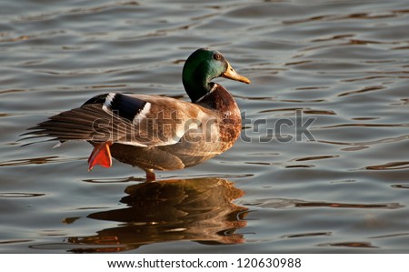 Male mallard duck stretching its wing and orange webbed foot, with reflection in water