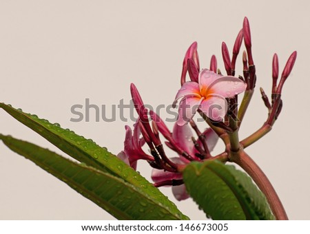 Pink frangipani flower and buds isolated against light background