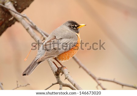 American robin, Turdus migratorius, perched on tree branch