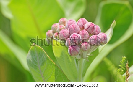 Cluster of pink buds on common milkweed plant, asclepias