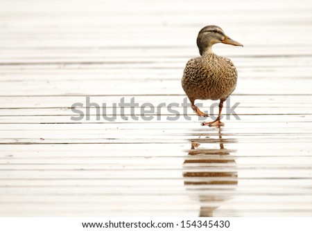Female mallard duck walking on a wet dock and reflected in water