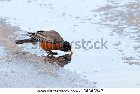 American robin, turdus migratorius, sipping water from an icy puddle