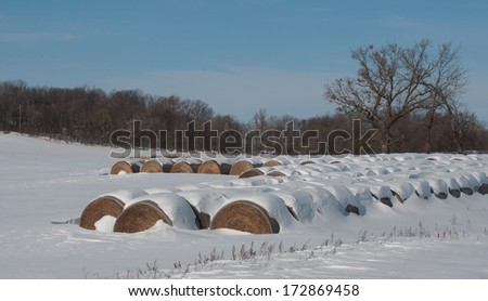 Winter farm landscape: rows of round bales of hay in snowy field