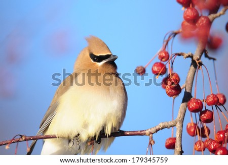 Close-up of cedar waxwing bird, Bombycilla cedrorum, perched on a branch of a crabapple tree next to bunches of red berries