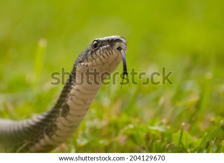Closeup of black rat snake, pantherophis obsoletus, sticking out its forked tongue