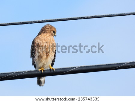 Red-shouldered hawk, buteo lineatus, perched on utility wires along a city street