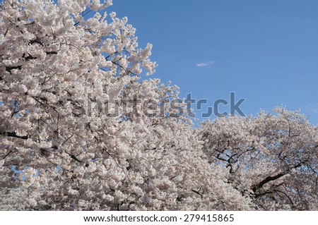 Japanese cherry trees full of cherry blossoms against blue sky