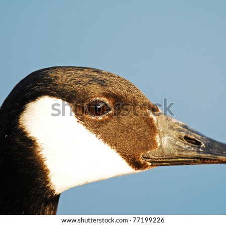 Extreme closeup of Canada goose against blue sky