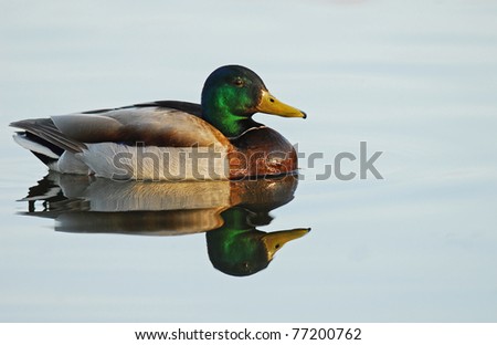 Mallard duck reflected on perfectly calm blue lake