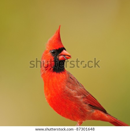 Profile Portrait Of Beautiful Red Male American Cardinal Bird Stock ...