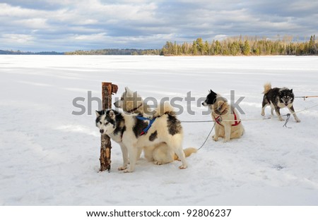 Winter landscape: Team of Canadian Inuit sled dogs in harnesses, waiting for action