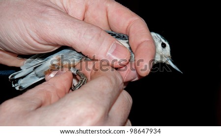 Naturalist putting band on leg of white-breasted nuthatch for research on birds