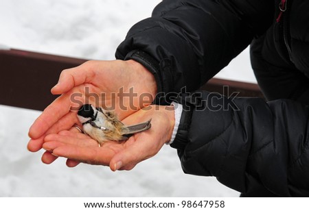Hands holding a very relaxed black-capped chickadee that has just been banded for research