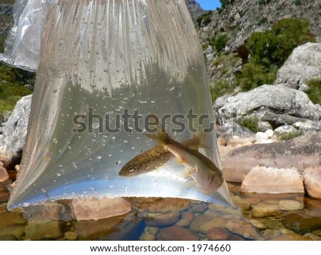 Two small fish caught in plastic bag beside mountain pool.
