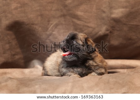 pekingese dog puppy