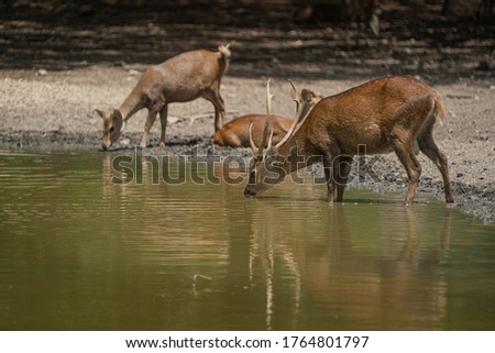 Similar – Image, Stock Photo fawn vienna wildlife