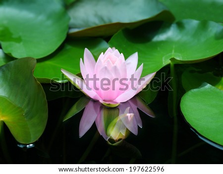 Lotus flower - reflection water pond blooming - Pink water lily