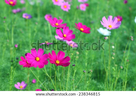 Cosmos flower (Cosmos Bipinnatus) with blurred background .Cosmos flowers blooming in the garden.