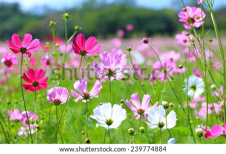 Cosmos flower (Cosmos Bipinnatus) with blurred background.Cosmos flowers blooming in the garden