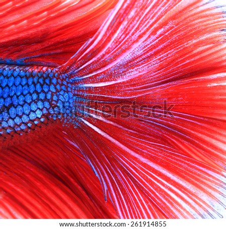 Siamese fighting fish , red and blue betta abstract