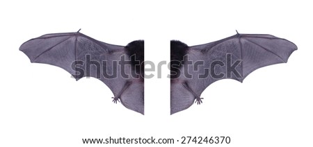 Wing black Bat isolated on white background.