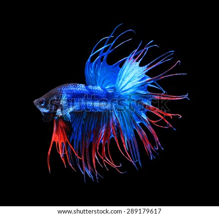 Red and blue siamese fighting fish halfmoon , betta fish isolated on black background.