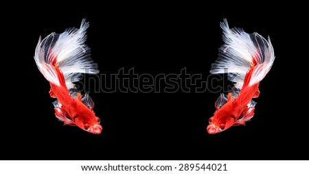 Red and white siamese fighting fish half moon ,Twin betta fish isolated on black background.