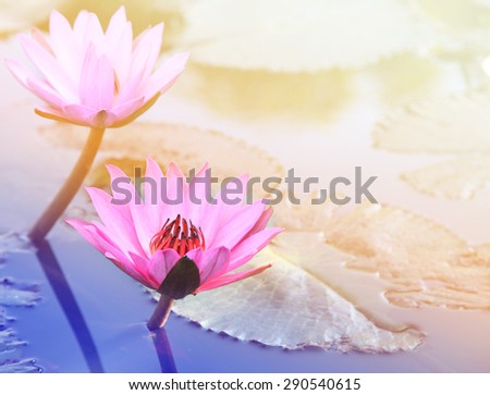 Pink lotus flower.Pink lotus blossoms or water lily flowers blooming on pond