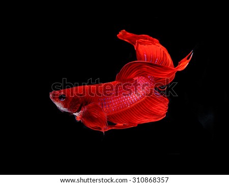 Red dragon siamese fighting fish , betta isolated on white background.
