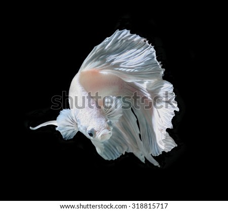 White Platt Platinum Siamese Fighting Fish .White siamese fighting fish, betta fish isolated on black background.