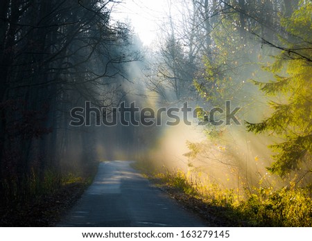 Autumn forest and road