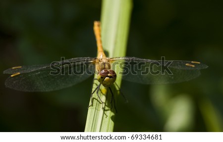 Sympetrum sanguineum - dragonfly in chat rooms on the branch